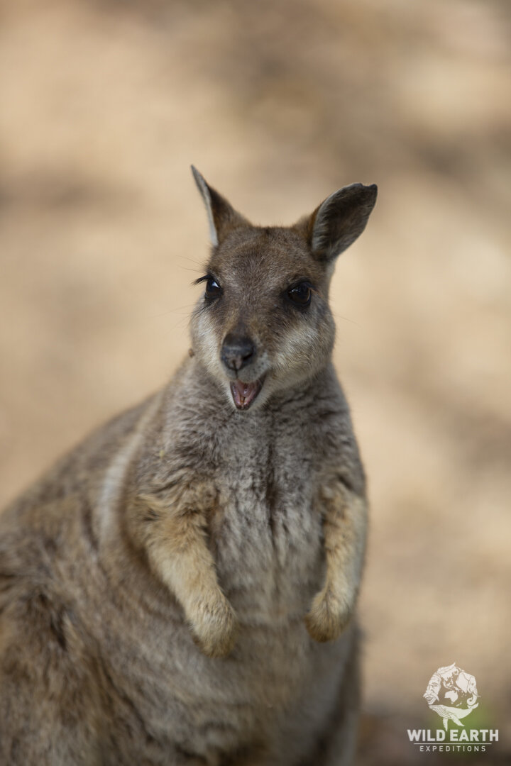 AUS_Granite Gorge-Mareeba Rock Wallabies ©19 Natalia Baechtold-91.jpg