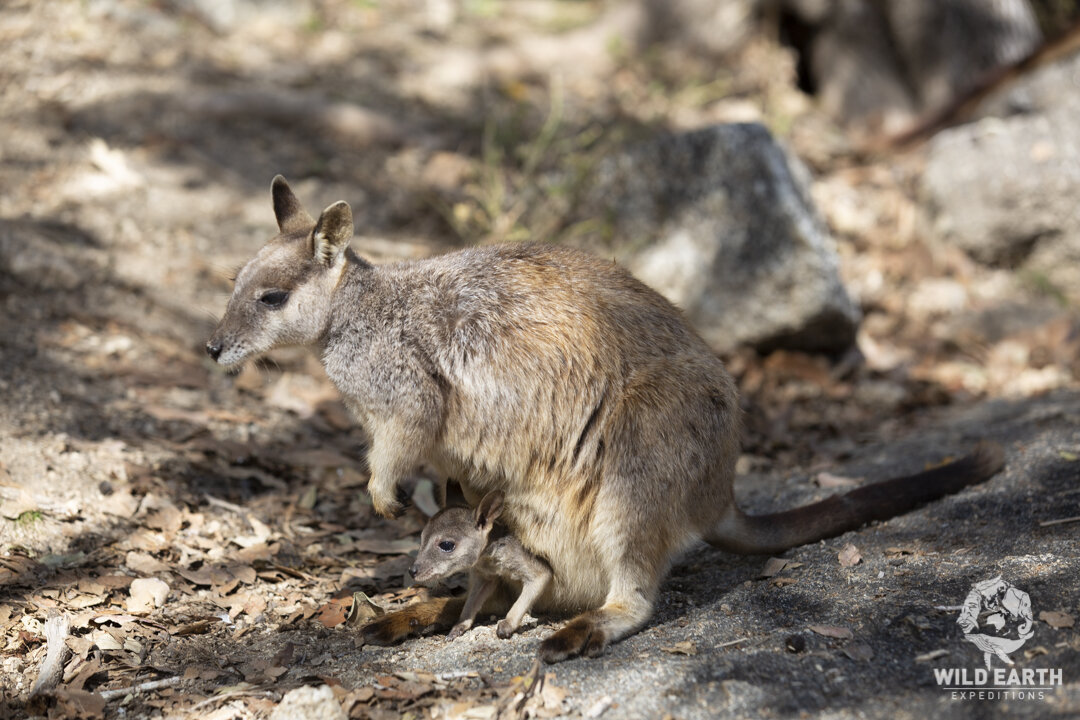 AUS_Granite Gorge-Mareeba Rock Wallabies ©19 Natalia Baechtold-105.jpg