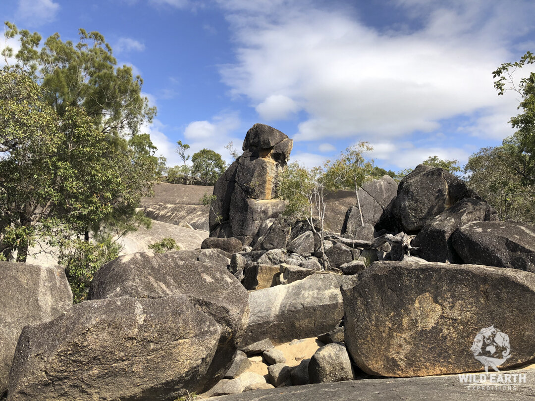 AUS_Granite Gorge-Mareeba Rock Wallabies ©19 Natalia Baechtold-152.jpg