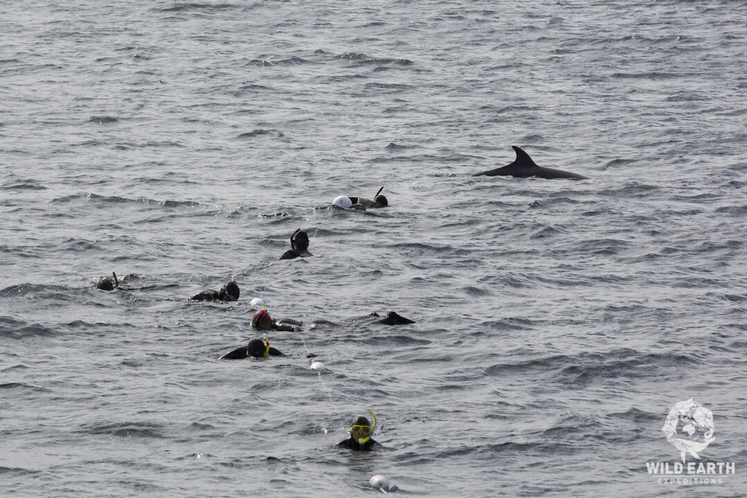 AUS_Great Barrier Reef UW-Minke Whales ©19 Natalia Baechtold-38.jpg