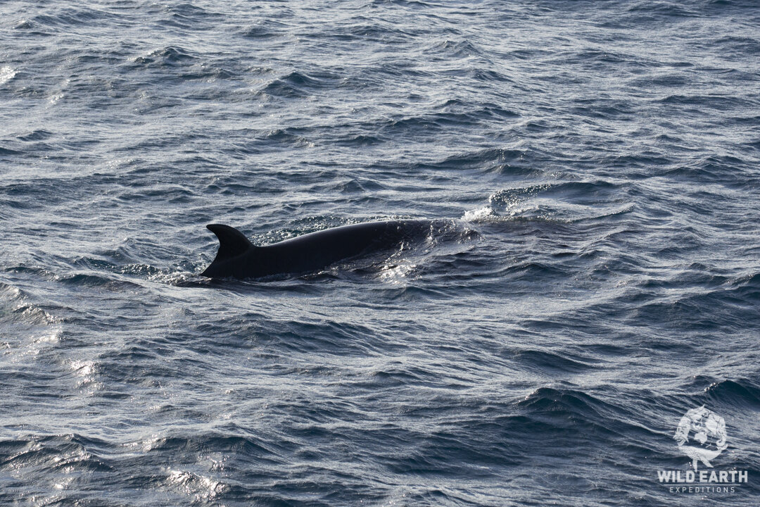 AUS_Great Barrier Reef UW-Minke Whales ©19 Natalia Baechtold-85.jpg