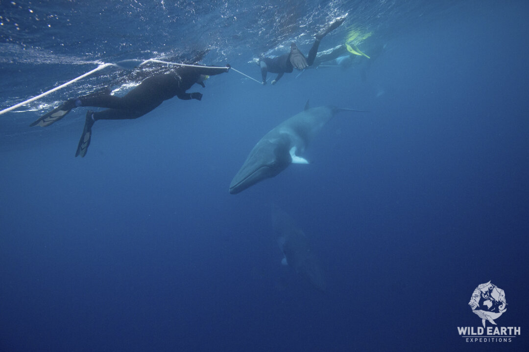 AUS_Great Barrier Reef UW-Minke Whales ©19 Thomas Baechtold-73.jpg