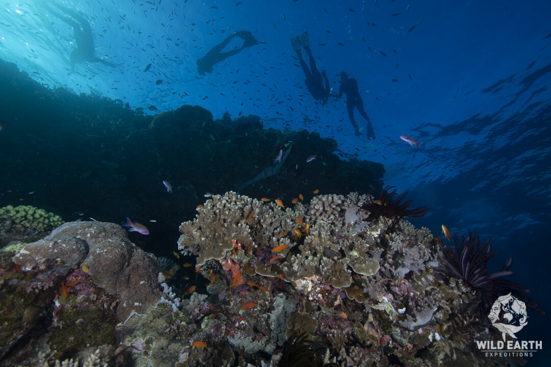 AUS_Great Barrier Reef UW-Pixie Pinnacle ©19 Thomas Baechtold-24.jpg