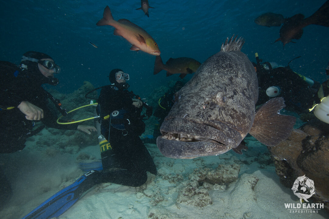 AUS_Great Barrier Reef UW-The Cod Hole ©19 Thomas Baechtold-18.jpg