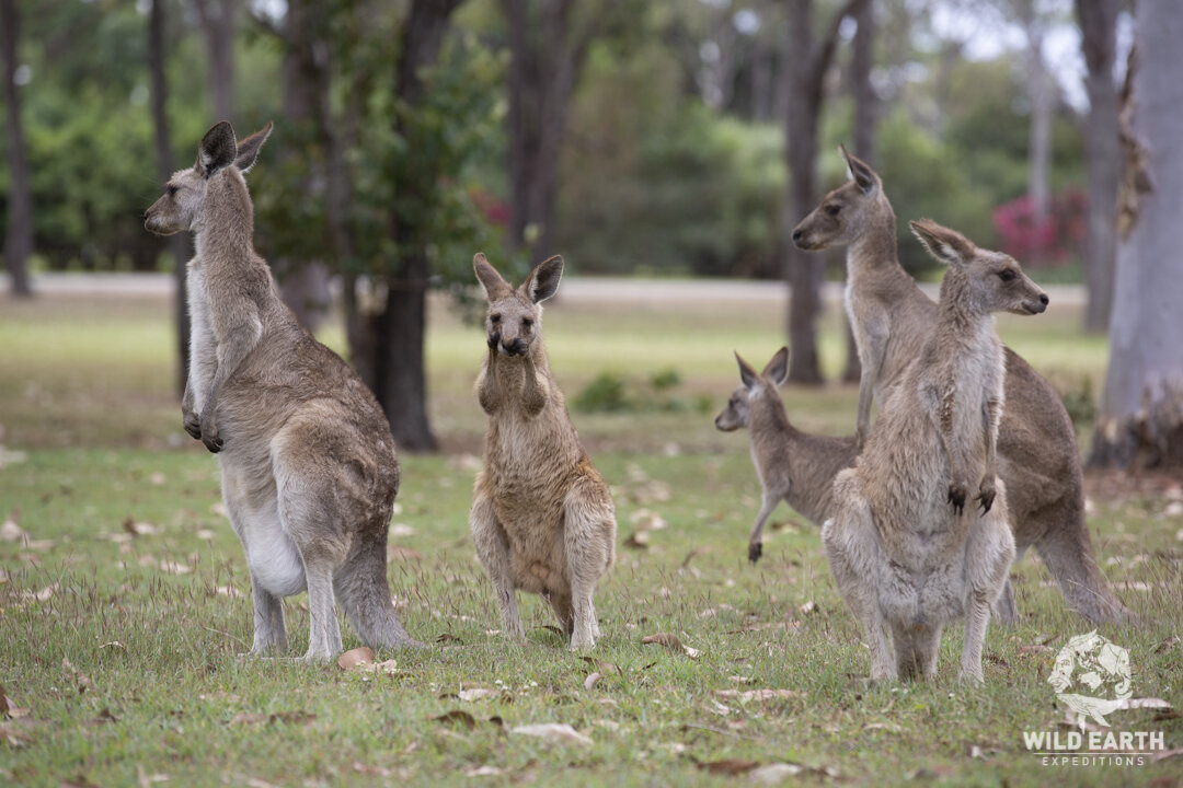 AUS_Mareeba-Eastern Grey Kangaroos © 19 Natalia Baechtold-35.jpg