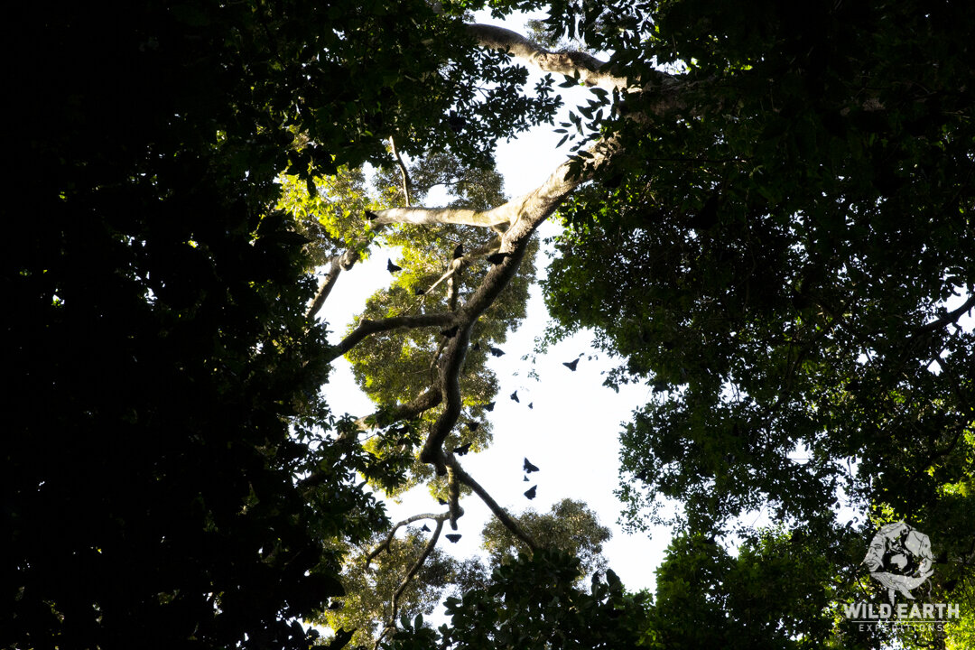 AUS_Mungumby Lodge-Rainforest Trail ©19 Natalia Baechtold-151.jpg