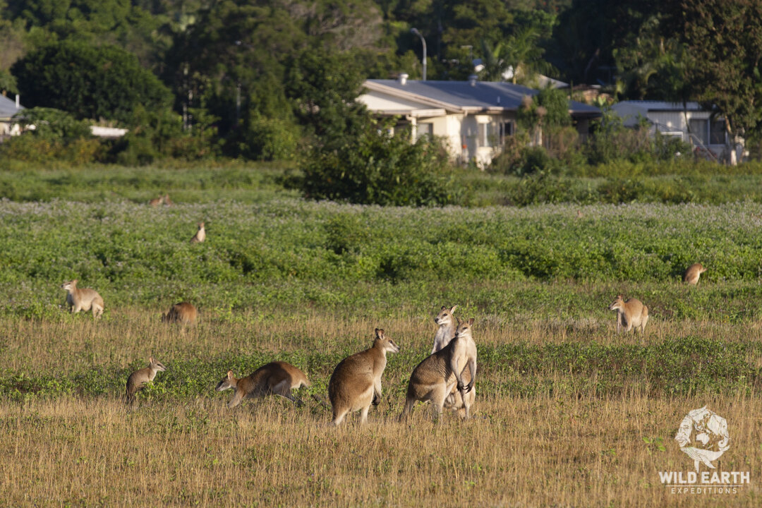 AUS_White Rock-Agile Wallaby ©19 Natalia Baechtold-6.jpg