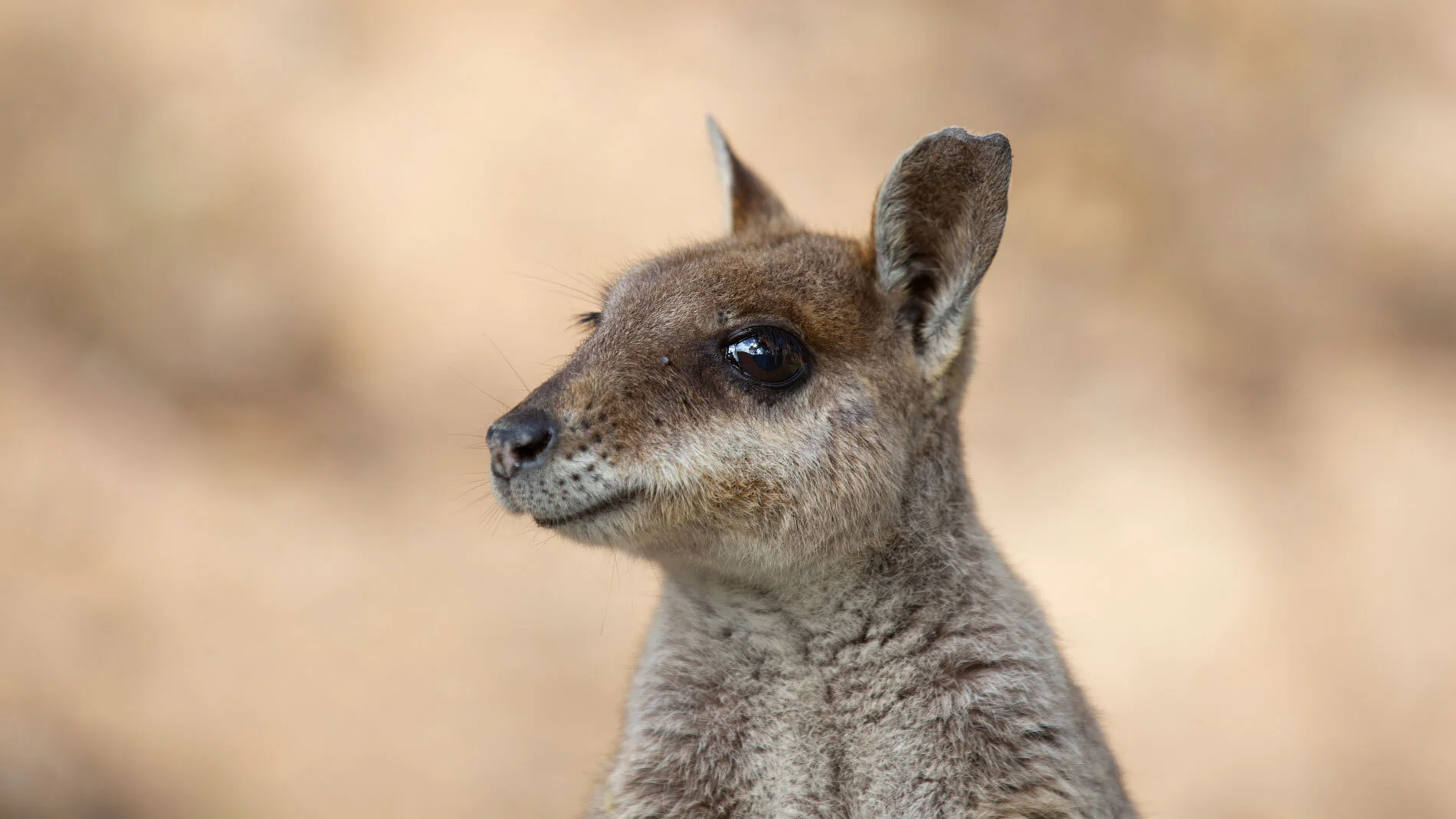 AUS_Granite-Gorge-Mareeba-Rock-Wallabies-©19-Natalia-Baechtold-88.jpg