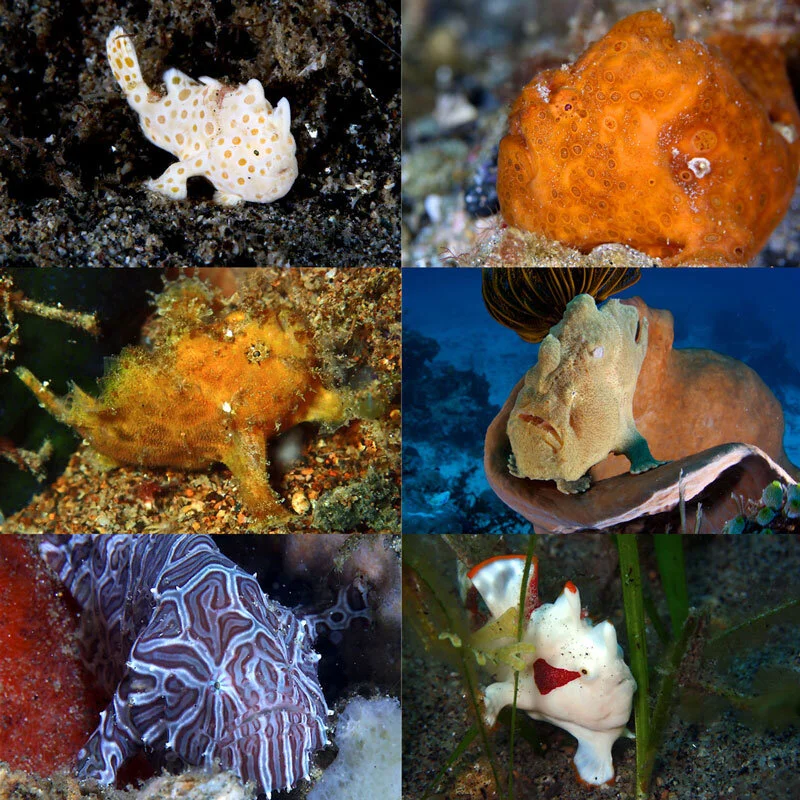 Wild News: Frogfish