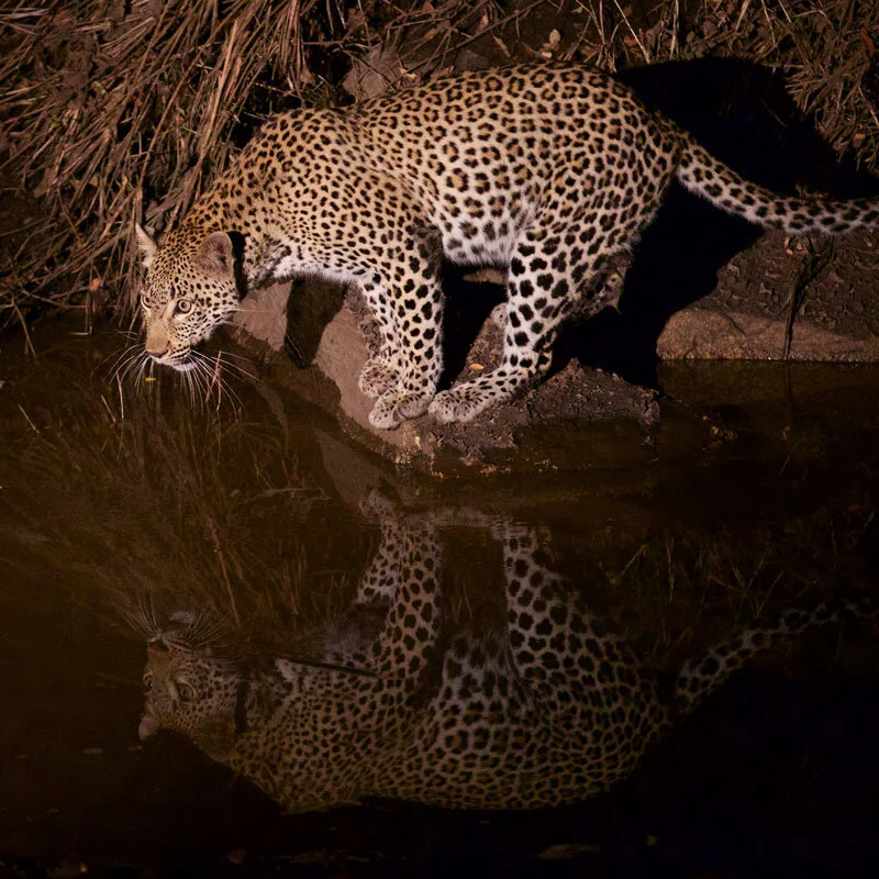 Wild Encounters: Leopard vs Hyena