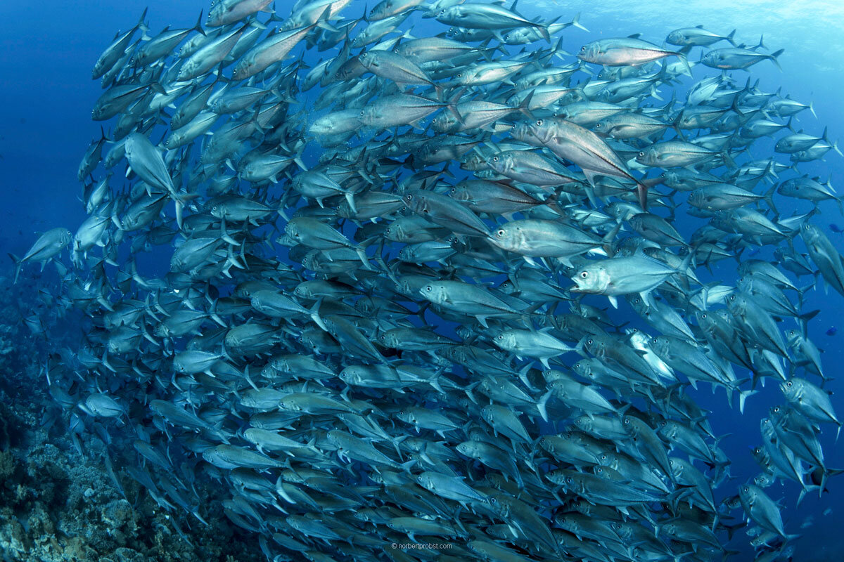 IDN_Wakatobi-UW-Trevally-©-Norbert-Probst_wi0004.jpg