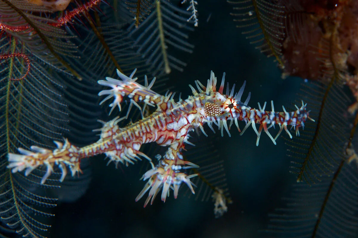 IDN_Lembeh-Strait-©15-Thomas-Baechtold-0387.jpg