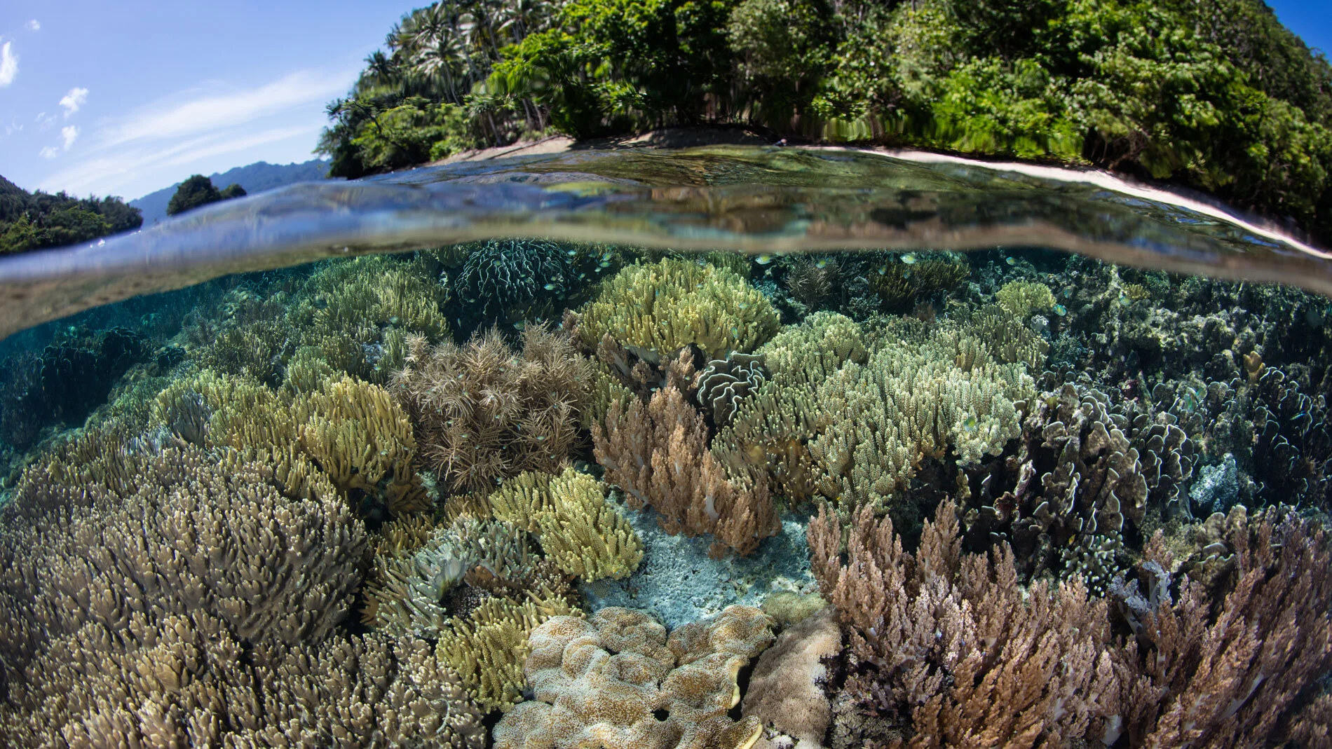 IDN_Indonesia-UW-Reef-Half-and-Half-©-Adobe-Stock_124930556.jpg