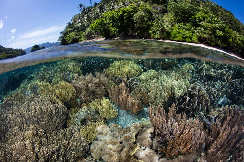IDN_Indonesia-UW-Reef-Half-and-Half-©-Adobe-Stock_124930556_800.jpg