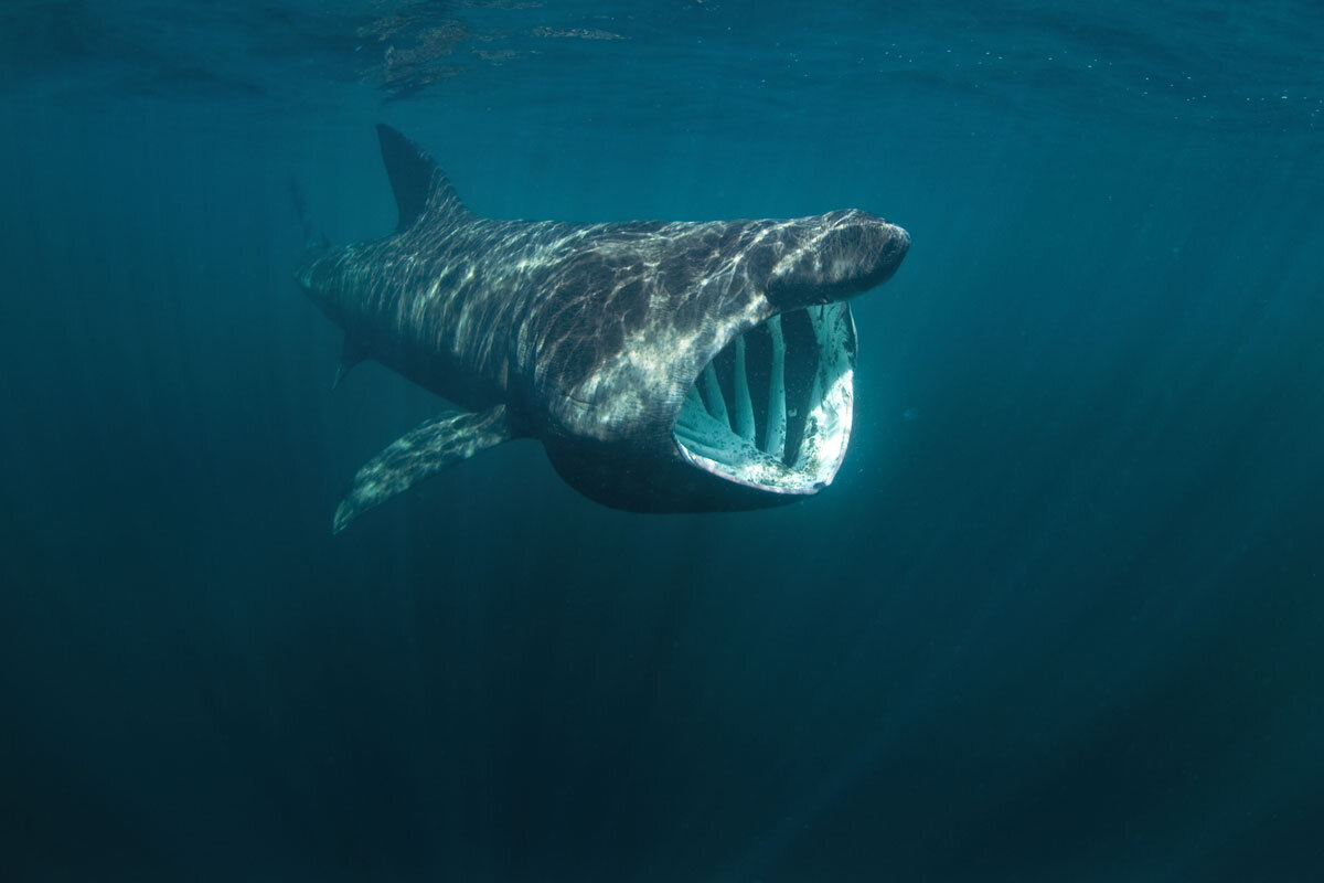 GBR_Scotland-Coll-Island-UW-Basking-Shark-©-AdobeStock_168970102.jpg