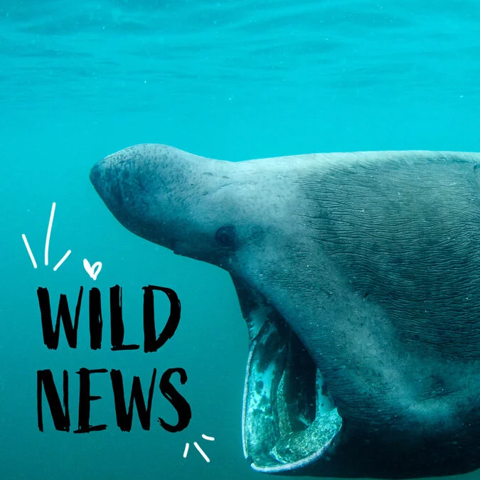 Wild News: Basking Sharks