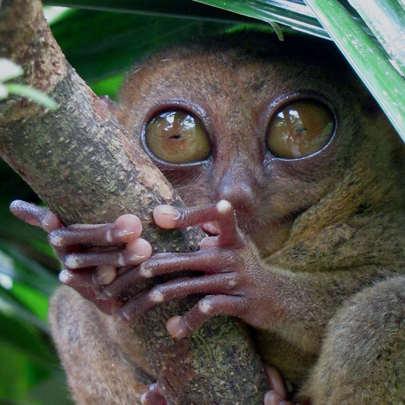 Wild Encounters: Tarsiers