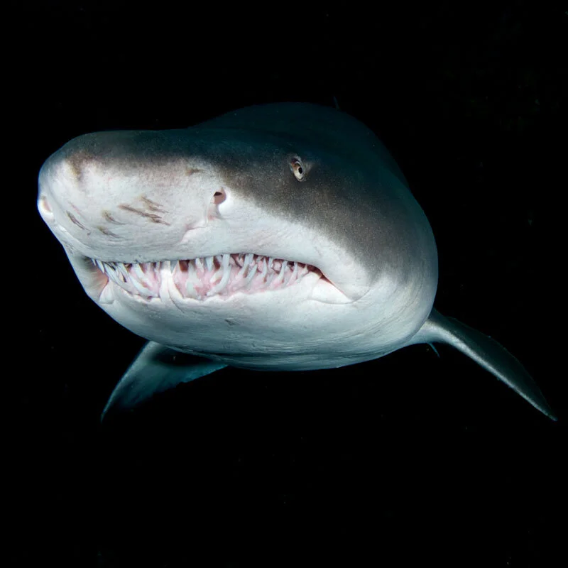 Wild Encounters: Ragged Tooth Sharks