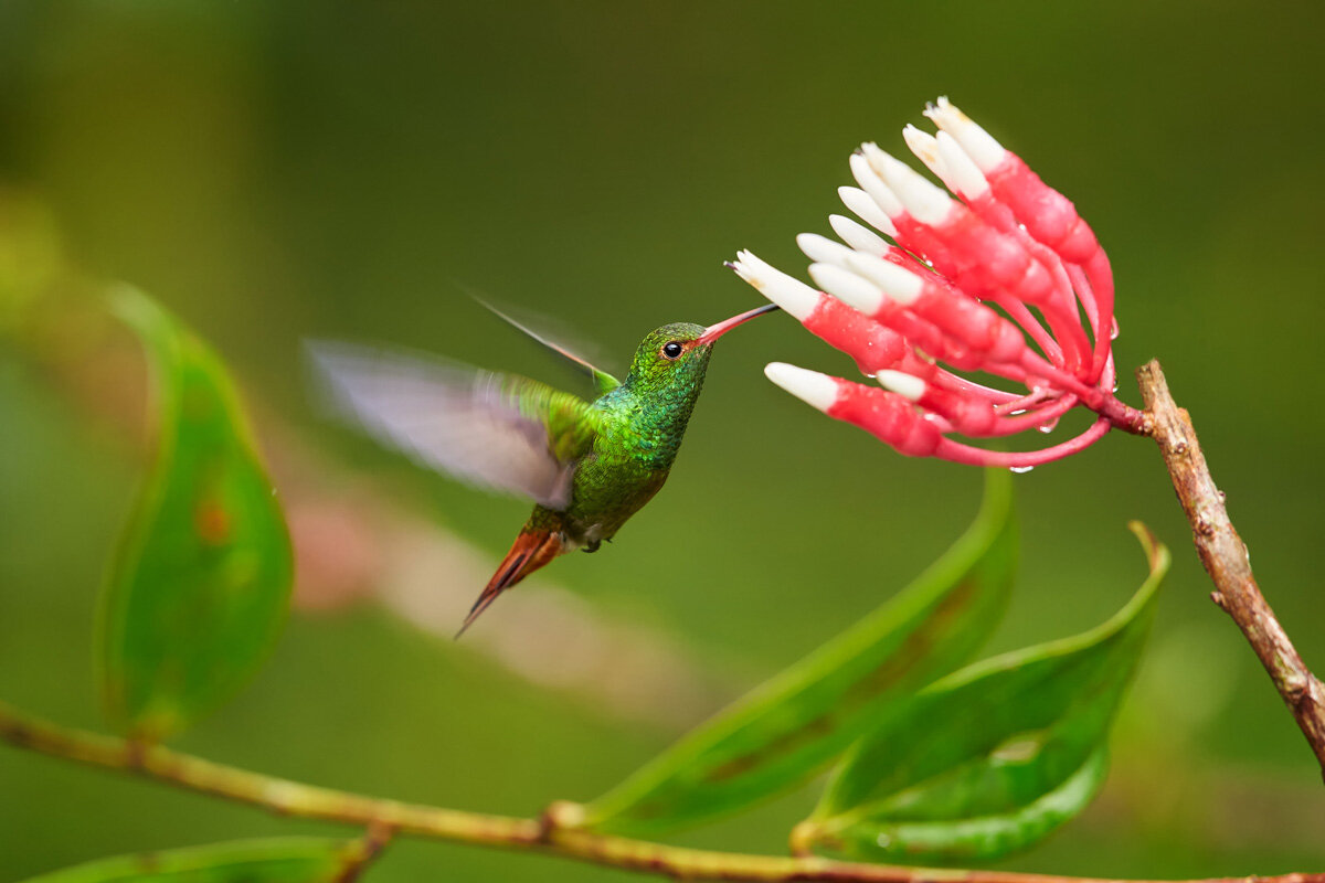 ECU_Ecuador-Mindo-Cloud-Forest-w-Hummingbird-©-AdobeStock_179696902.jpg