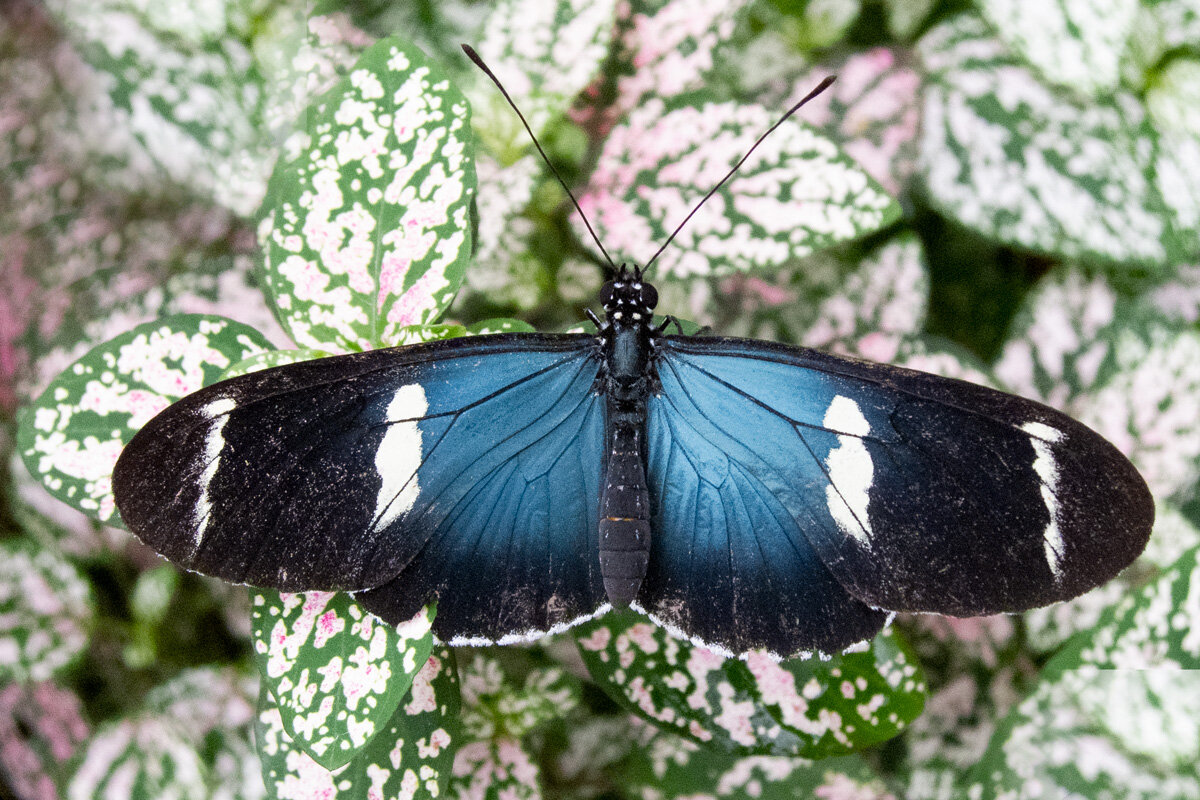 ECU_Mindo-Butterfly-Farm-©10-Natalia-Baechtold-033.jpg