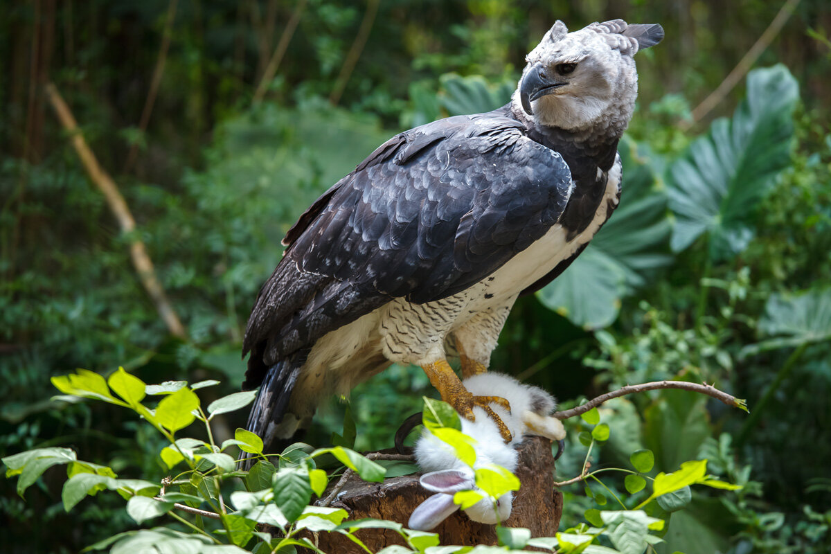 ECU_Galapagos-Harpy-Eagle-©-AdobeStock_99373912.jpg