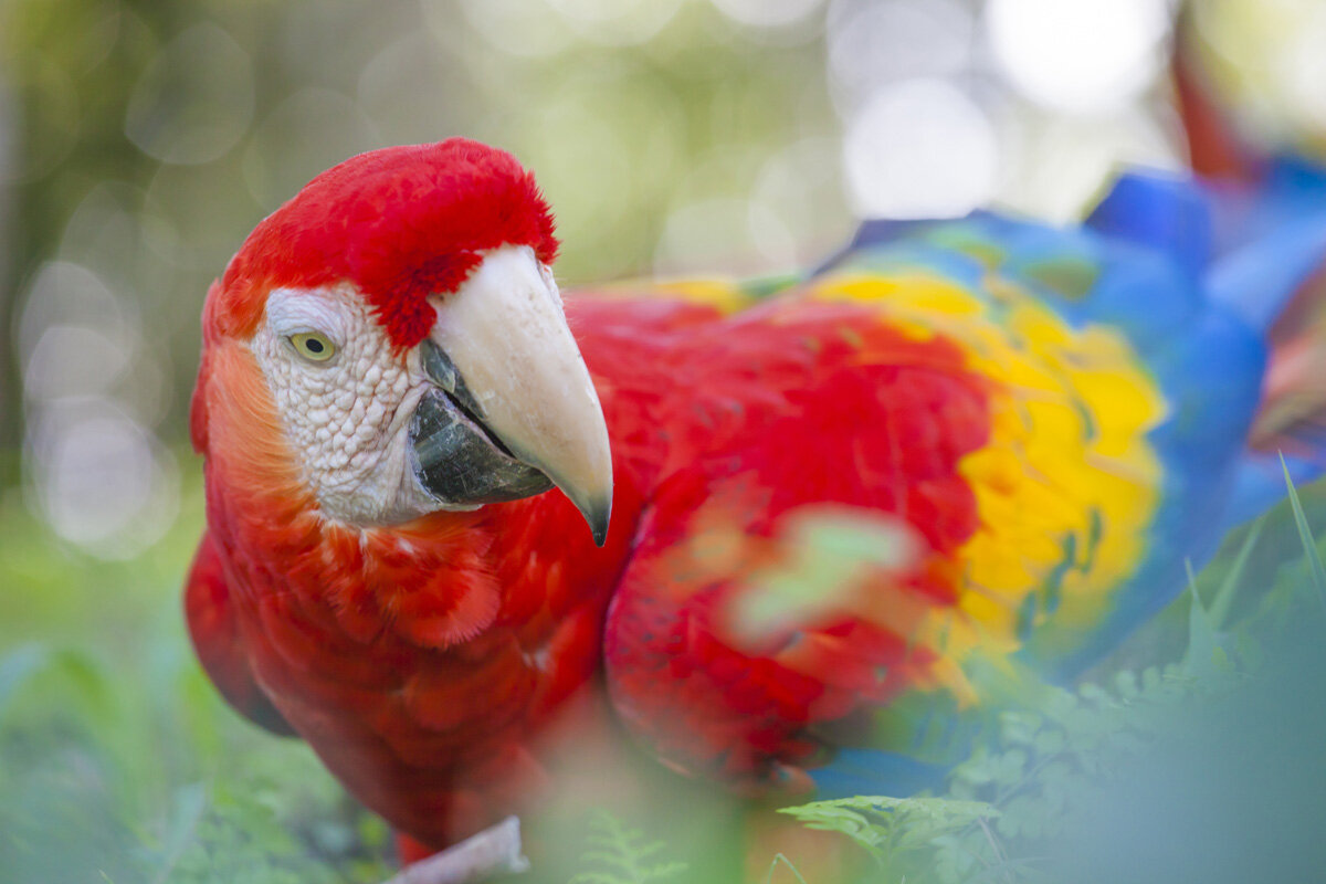 CRI_Costa-Rica-Scarlet-Macaw-©-Adobe-Stock_40325477.jpg