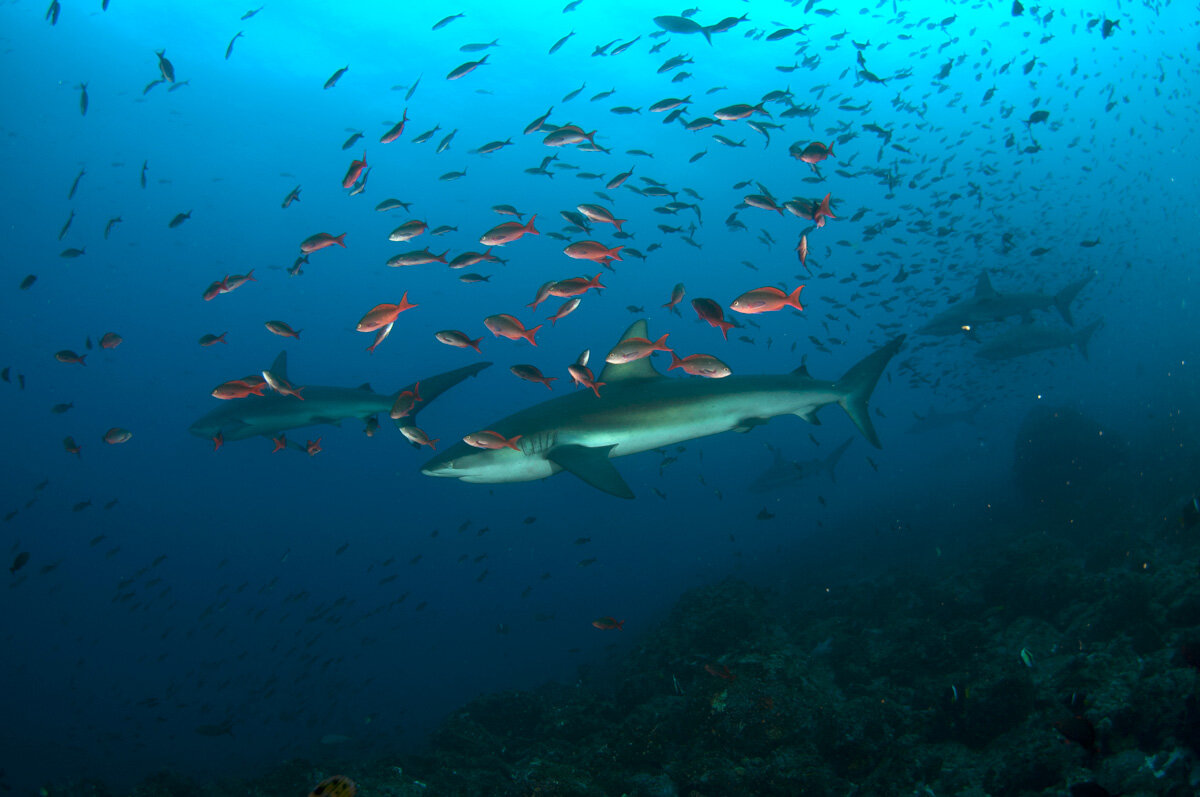 ECU_Galapagos-UW-©-Natalia-Baechtold-004.jpg