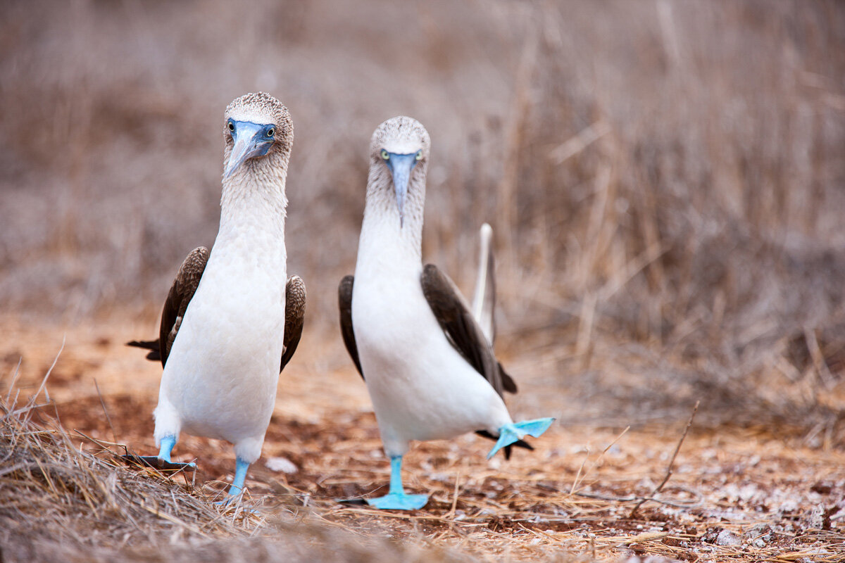 ECU_Galapagos-Blue-Footed-Boobie-©-AdobeStock_52476327.jpg