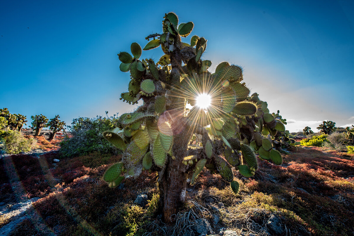 ECU_Galapagos-Cactus-Tree-©-AdobeStock_343697036.jpg