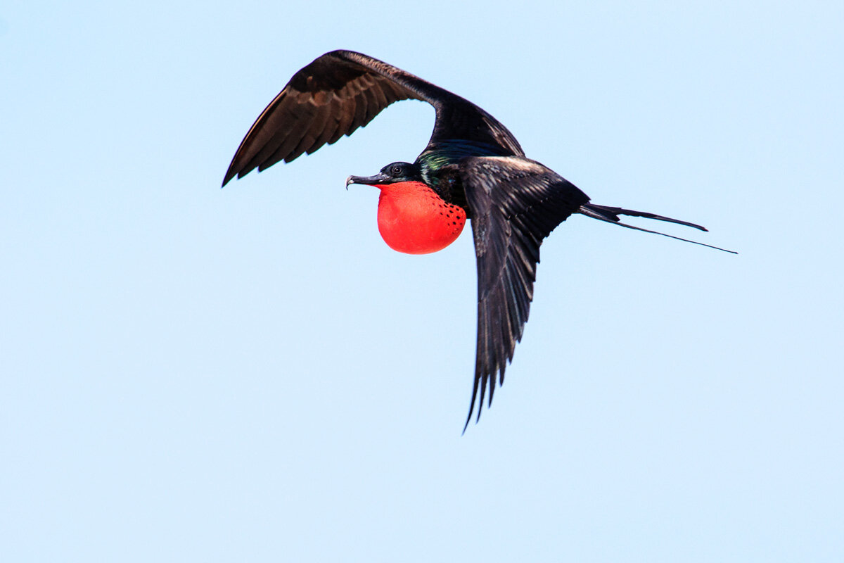 ECU_Galapagos-Frigget-Bird-©-AdobeStock_97664578.jpg