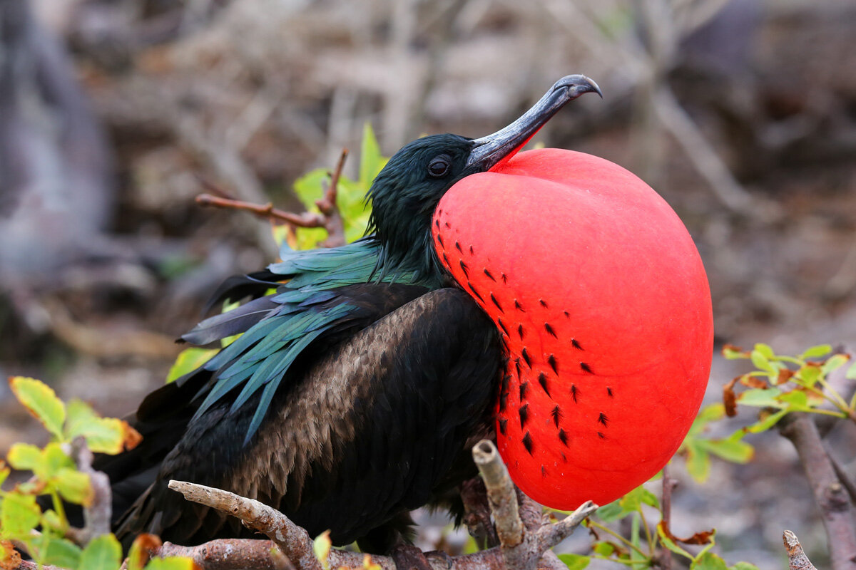 ECU_Galapagos-Frigget-bird-©-AdobeStock_129039865.jpg
