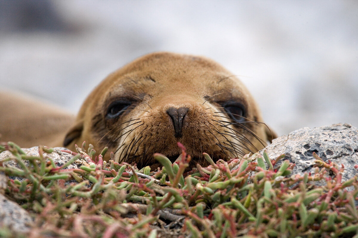 ECU_Galapagos-Fur-Seal-©-AdobeStock_94799867.jpg