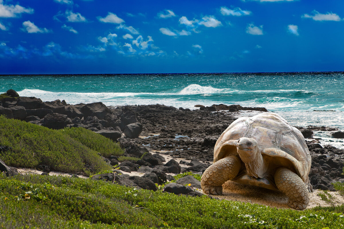 ECU_Galapagos-Giant-Tortoise-©-AdobeStock_41681596.jpg