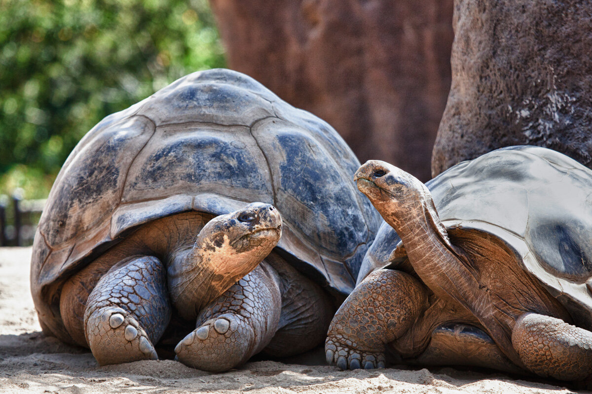ECU_Galapagos-Giant-Tortoise-©-AdobeStock_223471571.jpg