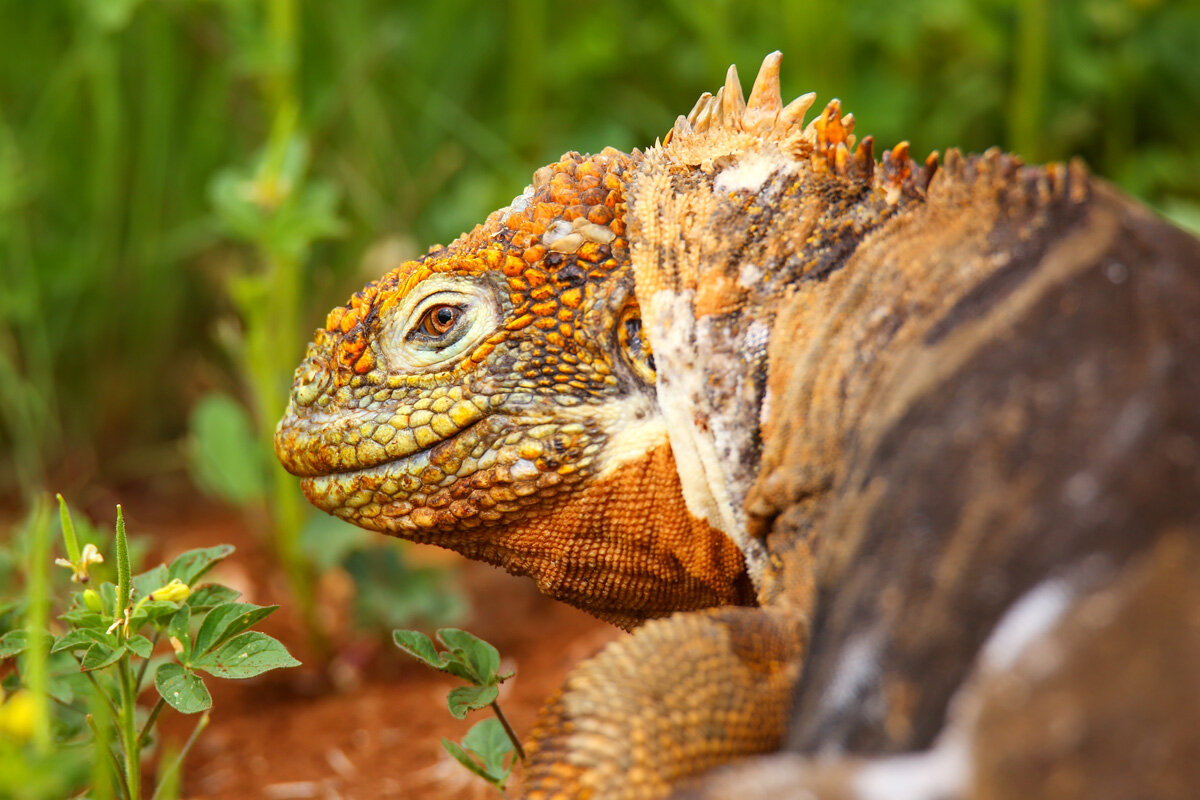 ECU_Galapagos-Iguana-©-AdobeStock_103079294.jpg