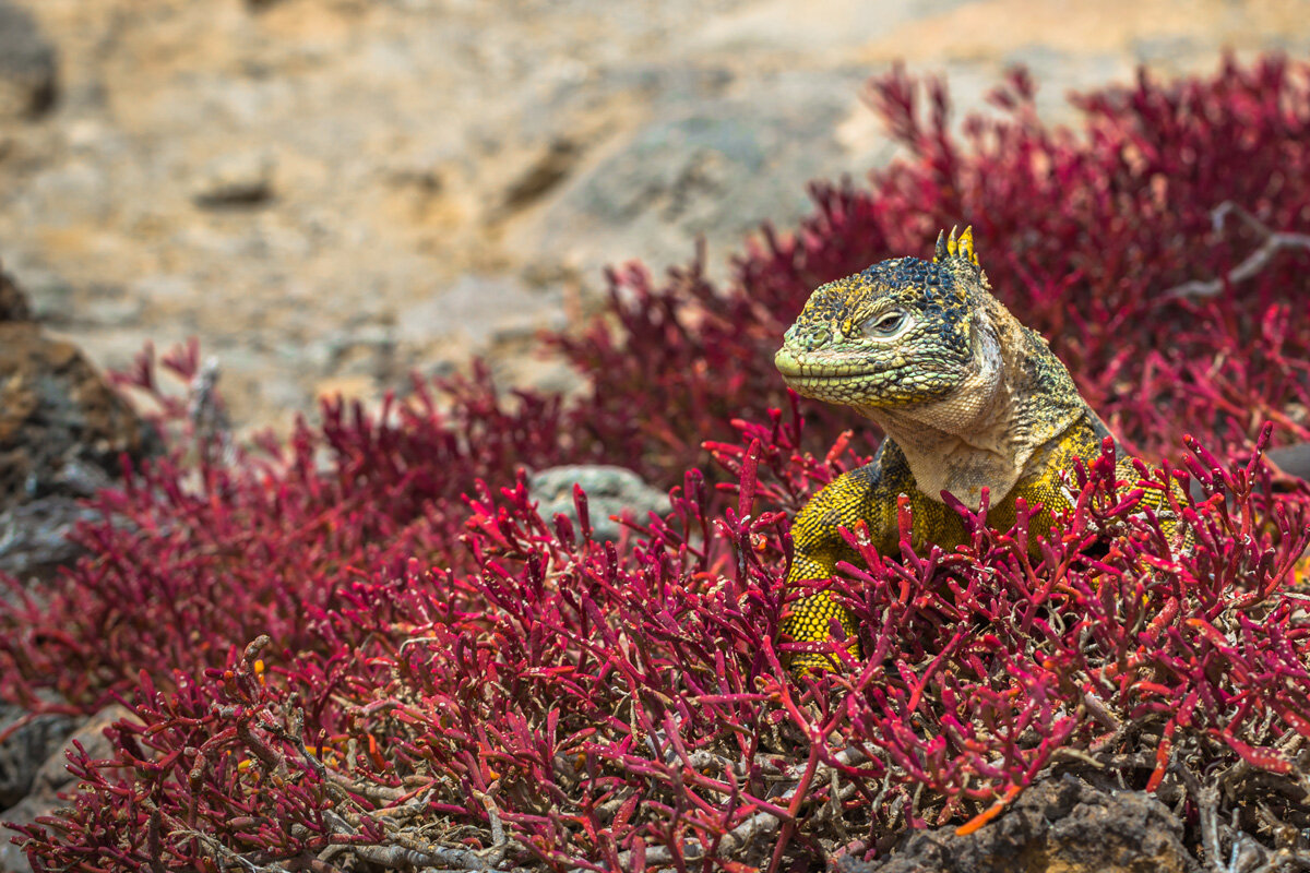 ECU_Galapagos-Iguana-©-AdobeStock_176915199.jpg