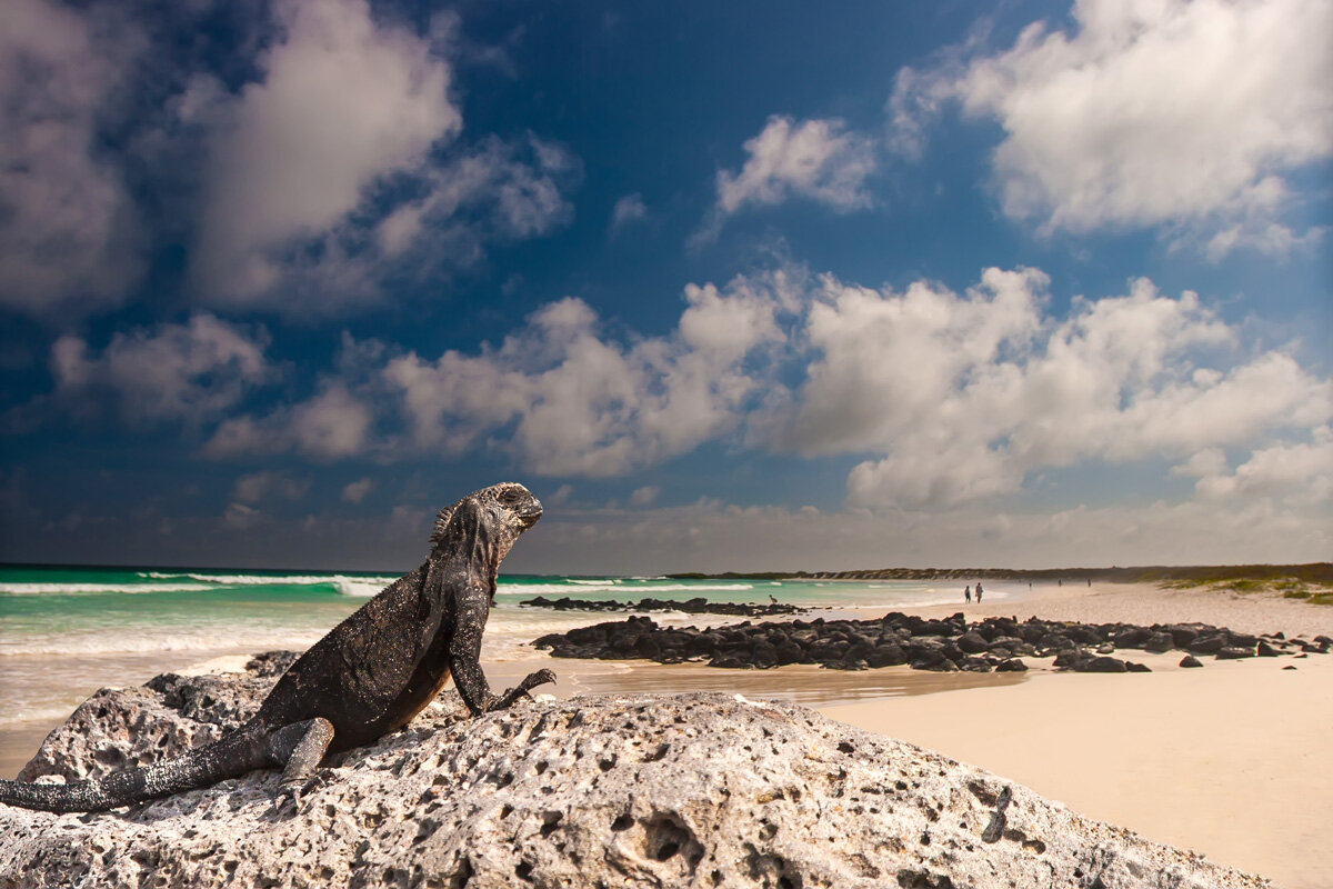ECU_Galapagos-Marine-Iguana-© AdobeStock_166146993.jpg