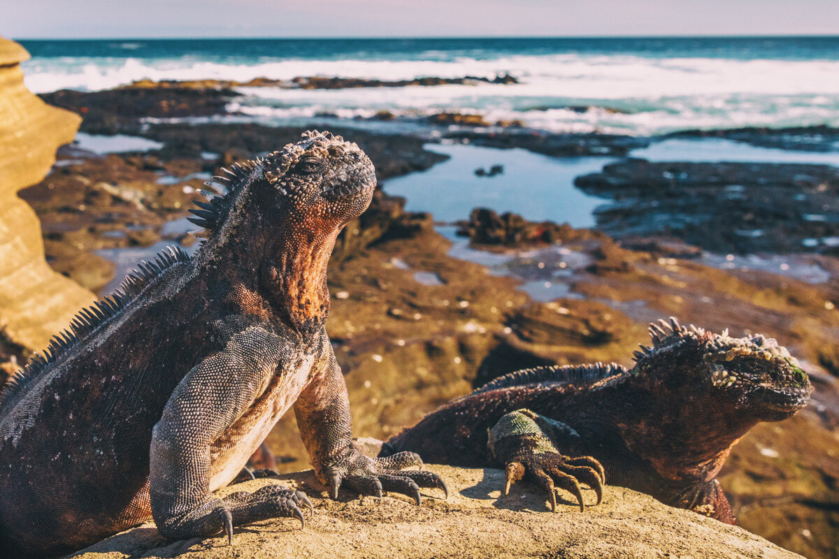 ECU_Galapagos-Marine-Iguana-© AdobeStock_279573454.jpg