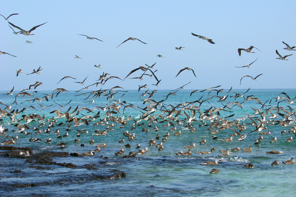 ECU_Galapagos-Seabirds-©-AdobeStock_10971237.jpg