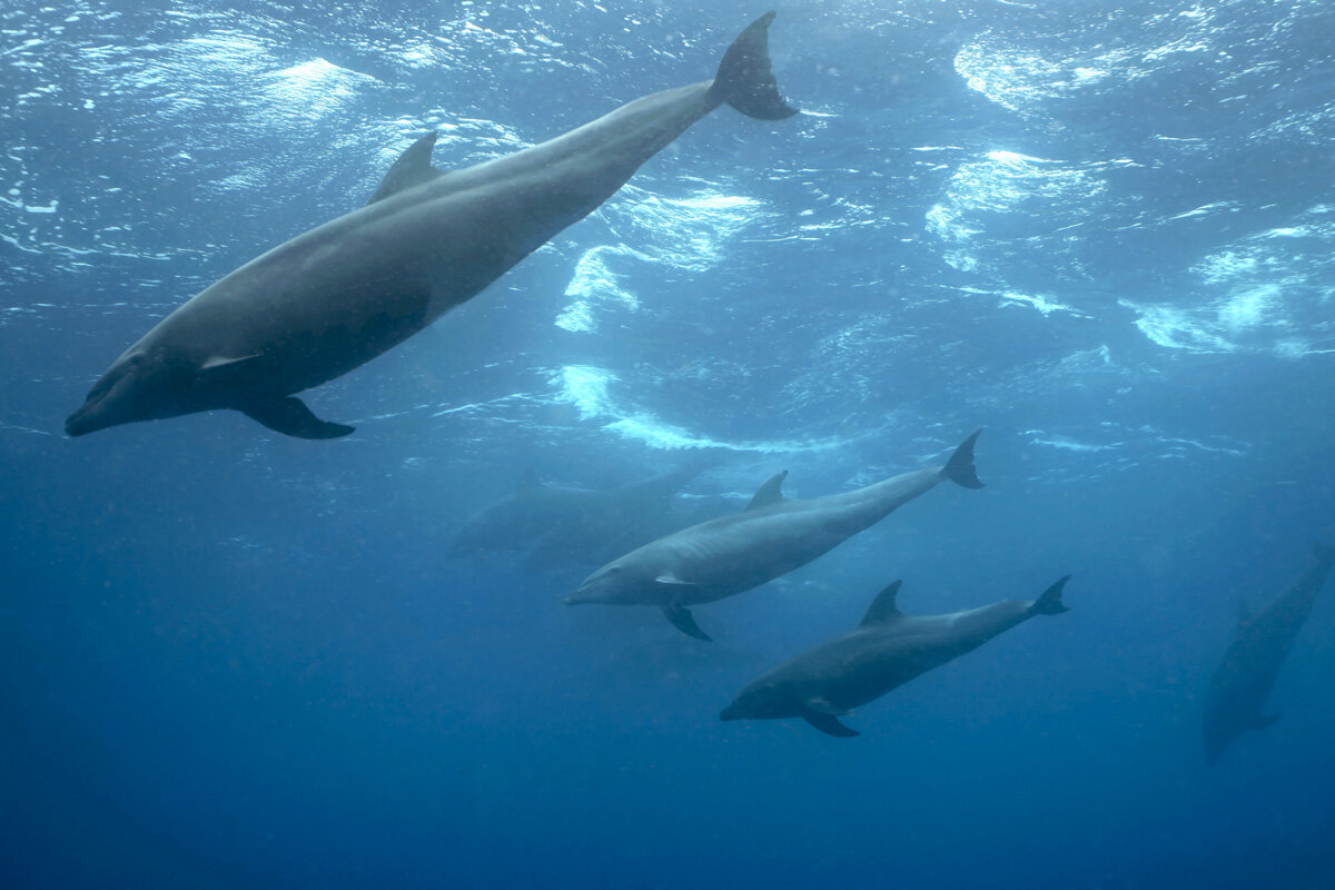 ECU_Galapagos-UW-Dolphins-©-AdobeStock_180639184.jpg