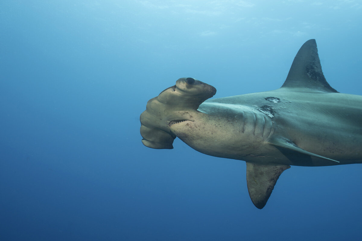 ECU_Galapagos-UW-Hammerhead-Shark-©-AdobeStock_180638243.jpg