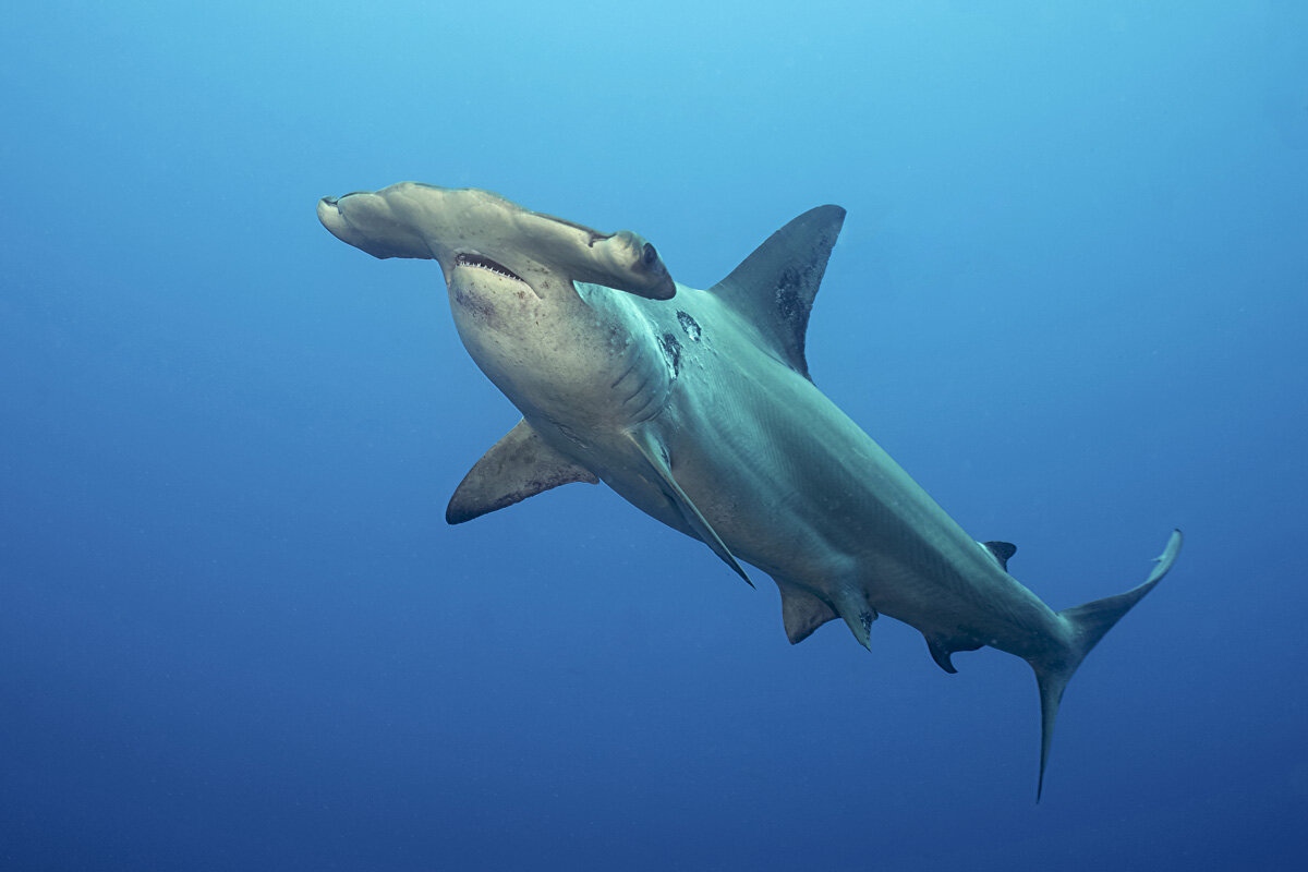 ECU_Galapagos-UW-Hammerhead-Shark-©AdobeStock_180638235.jpg
