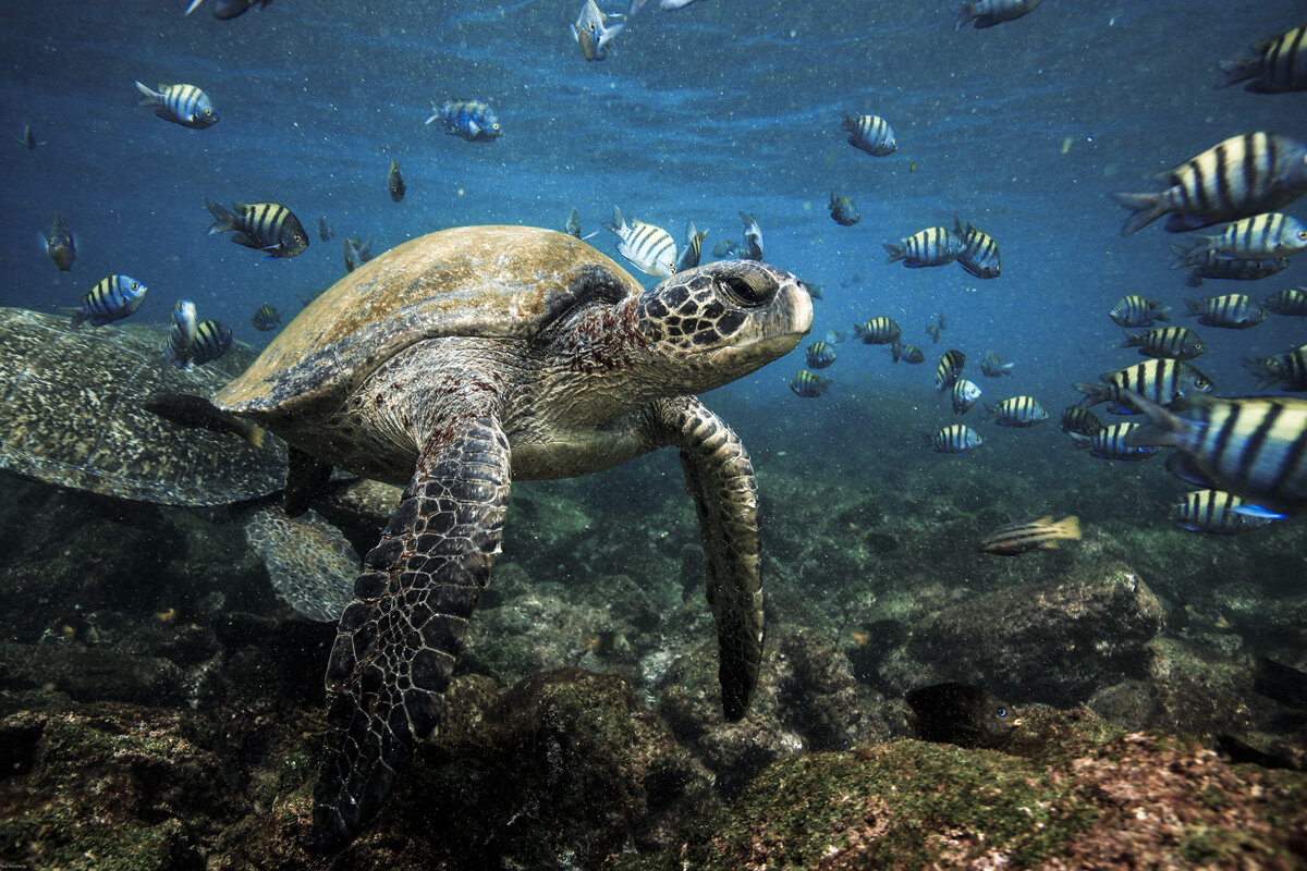 ECU_Galapagos-UW-Green-Turtle-©-AdobeStock_249593640.jpg