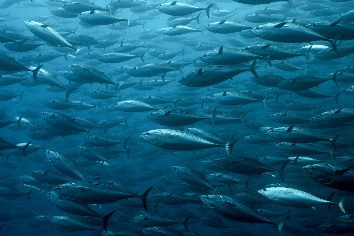 ECU_Galapagos-UW-Schooling-Fish-©-AdobeStock_180638194.jpg