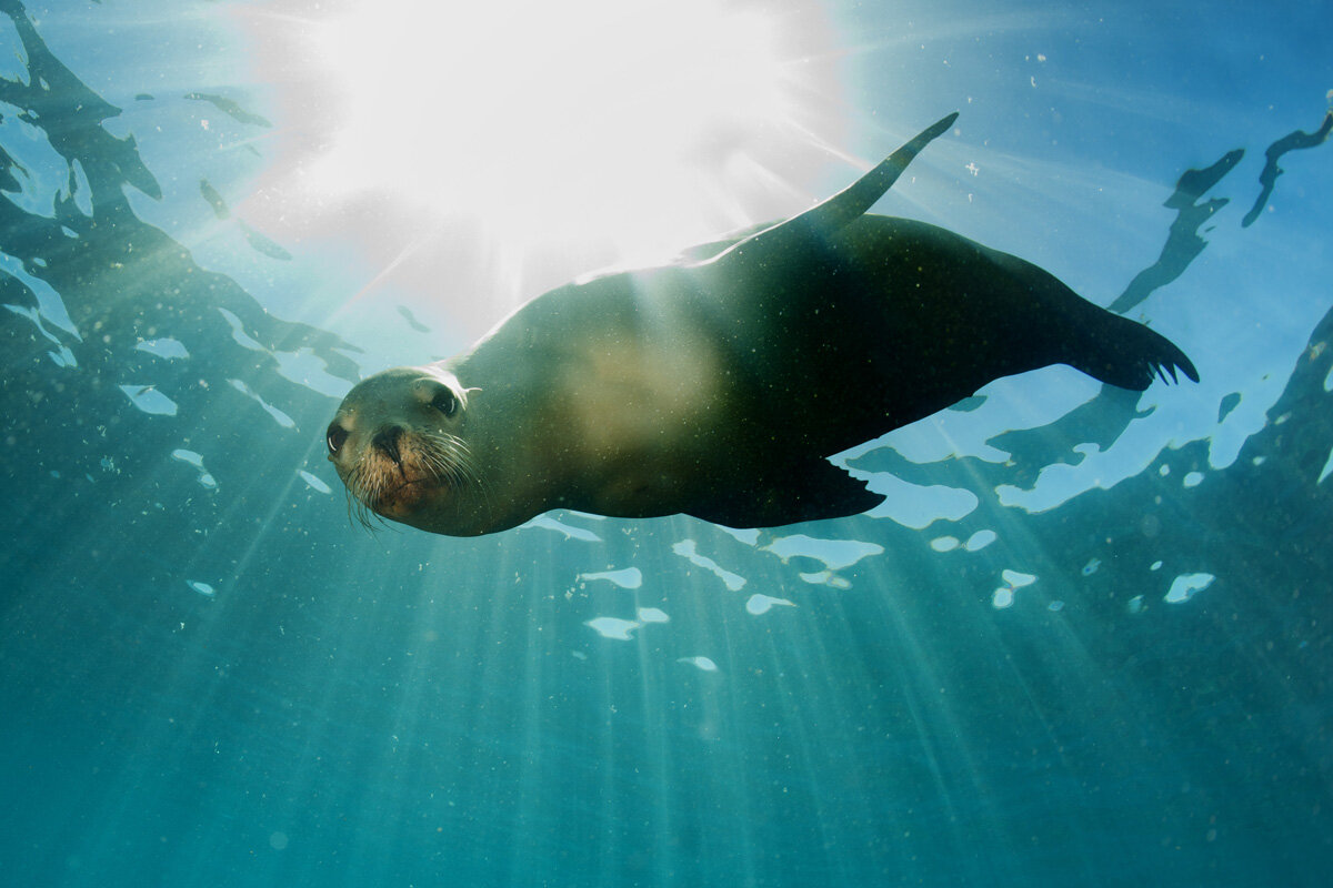 ECU_Galapagos-UW-Sea-Lion-© AdobeStock_58000900.jpg