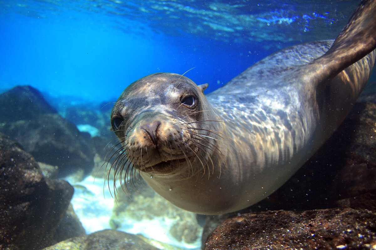 ECU_Galapagos-UW-Sea-Lion-©-AdobeStock_54637272.jpg