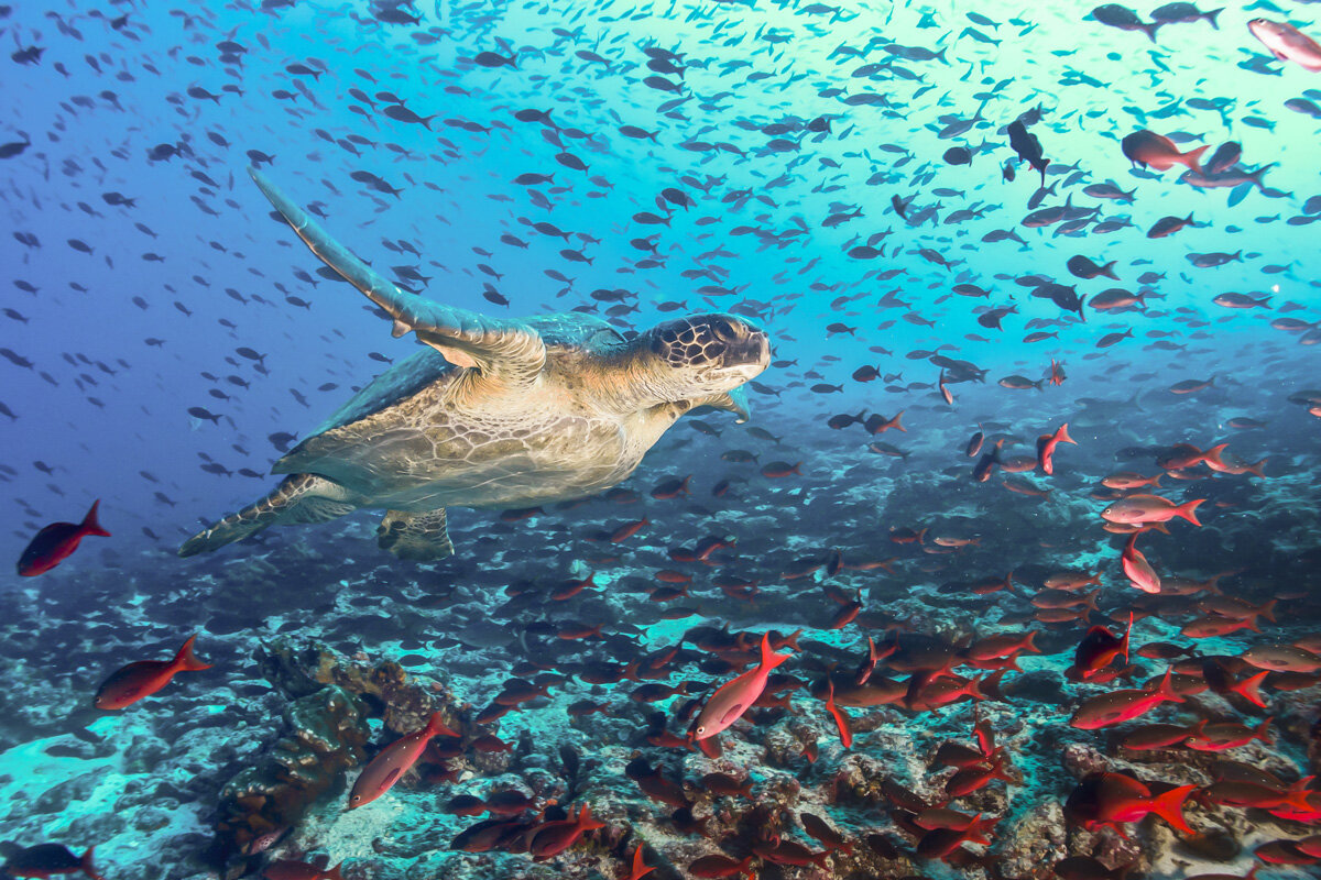 ECU_Galapagos-UW-Turtle-©-AdobeStock_120027332.jpg
