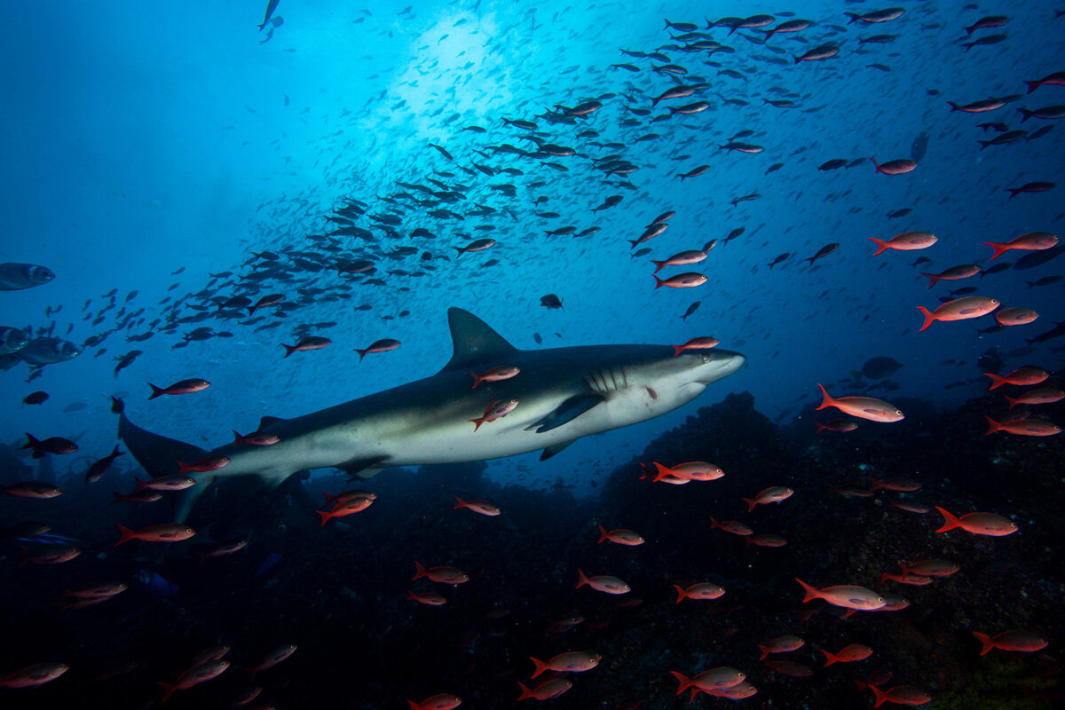 ECU_Galapagos-Shark-©-MichelleGuerreroDIVINGDIA4.jpg