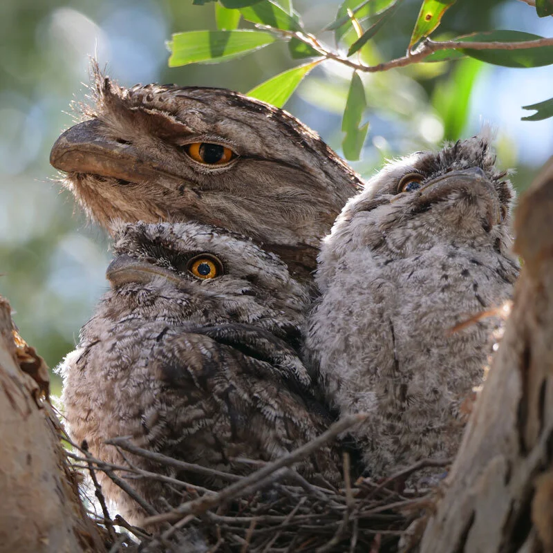 Wild Encounters: Tawny Frogmouth