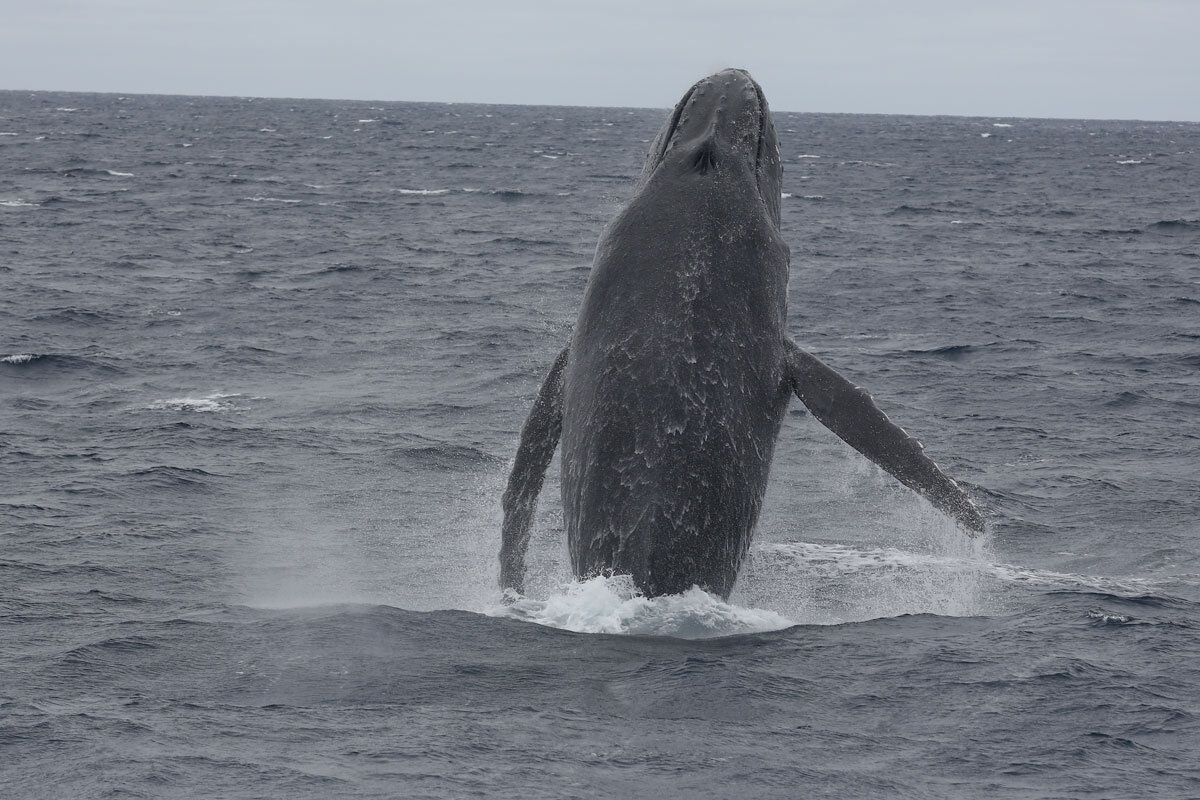 TON_Haapai-Islands-Humpback-Whales-©17-Natalia-Baechtold-231.jpg